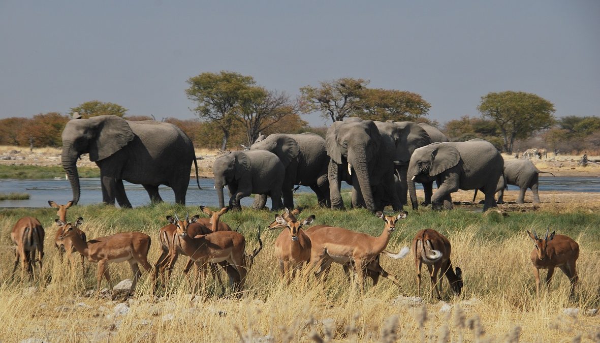 etosha